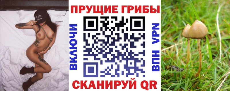Галлюциногенные грибы Psilocybine cubensis  что такое   Туапсе 